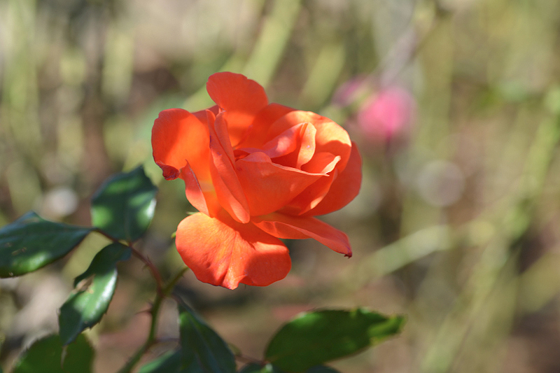 image0107