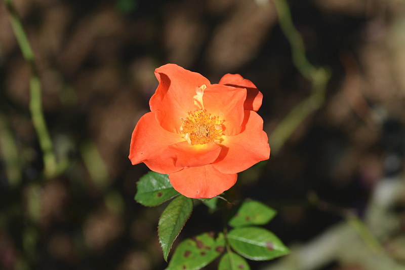 image0108