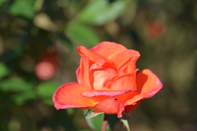 image0109