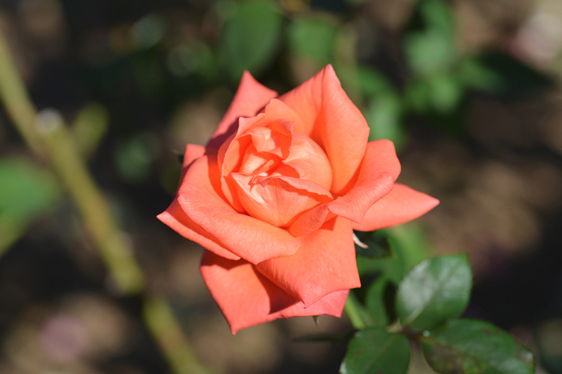 image0113