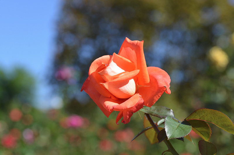 image0116