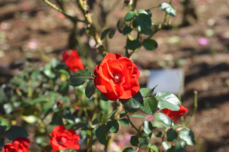image0118