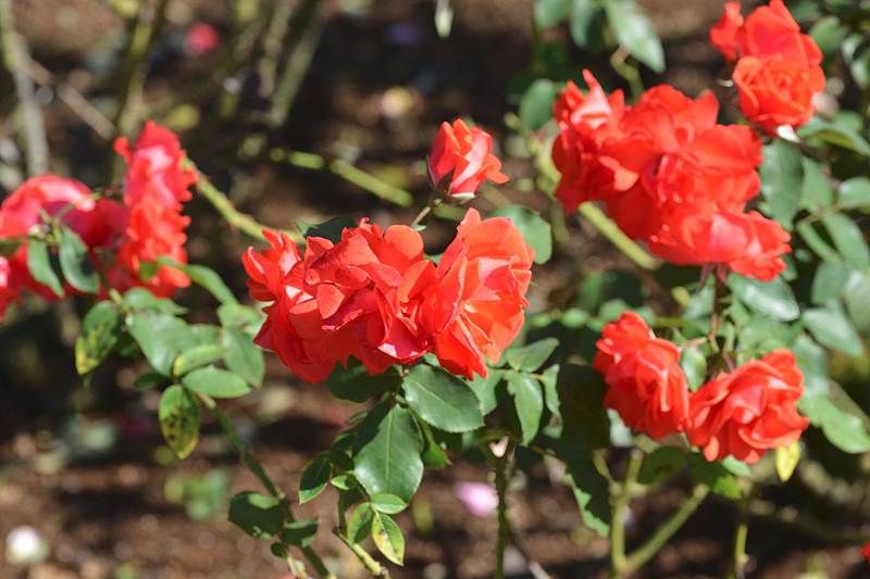 image0119