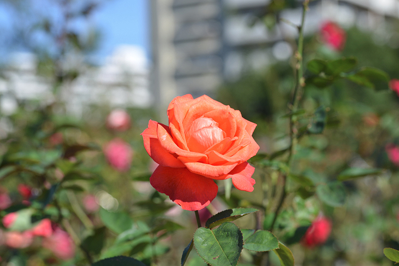 image0120