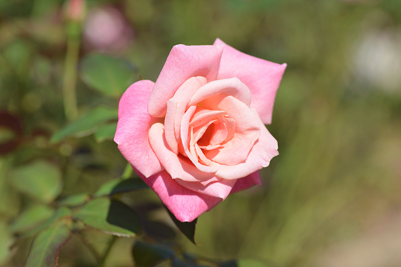 image0124