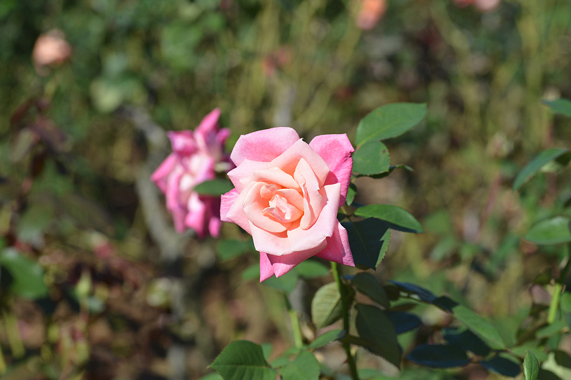 image0125