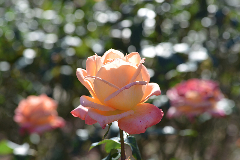 image0128