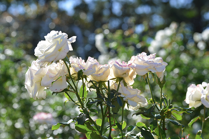 image0130