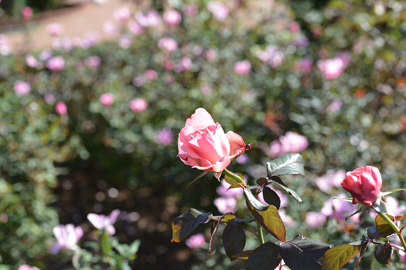 image0131