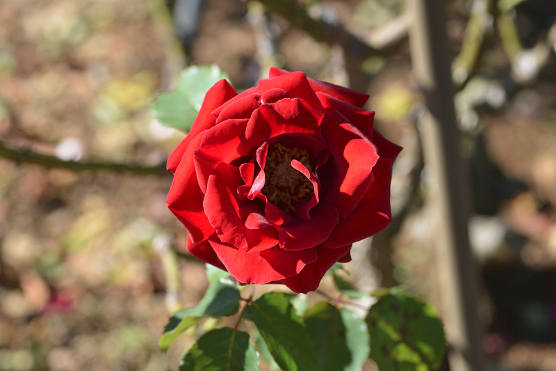 image0132