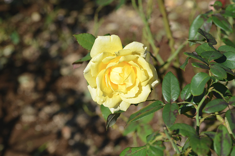 image0133