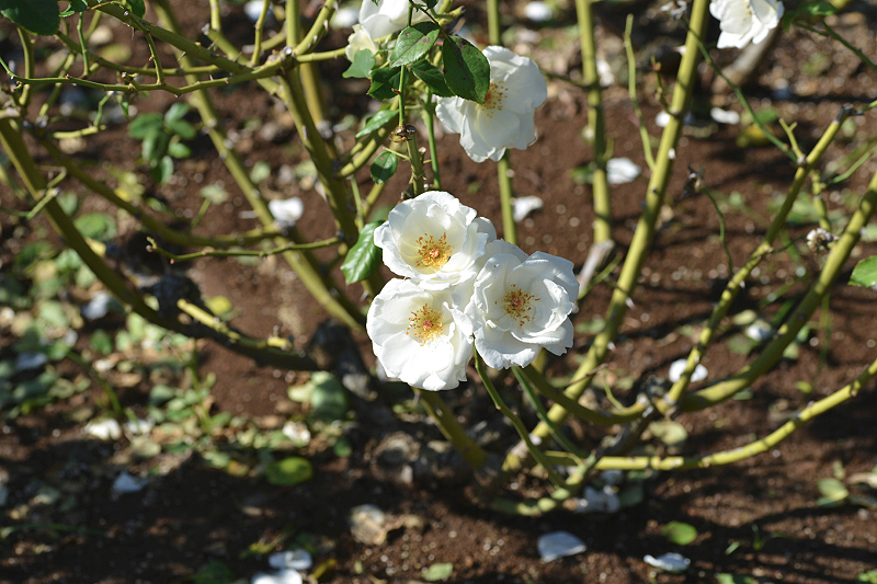 image0136