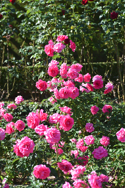 image0137