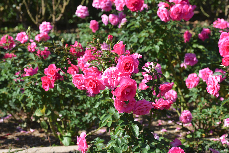 image0138
