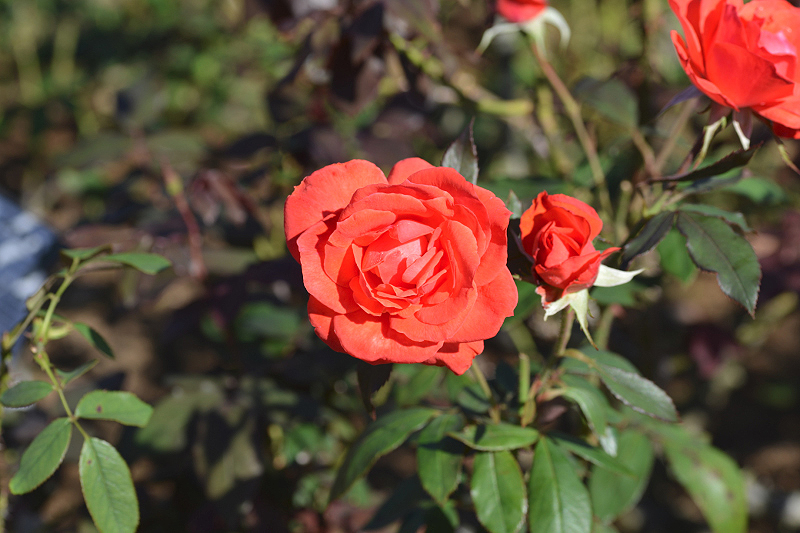 image0139