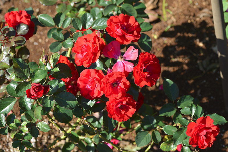 image0149