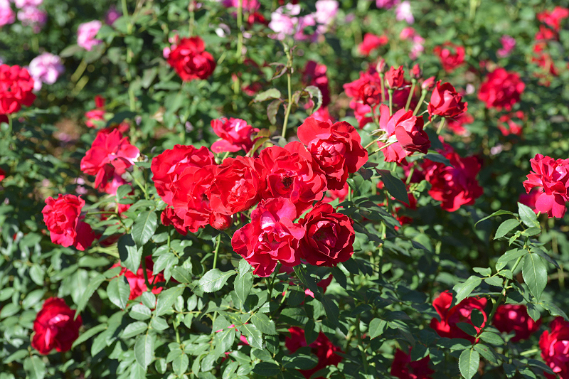 image0150