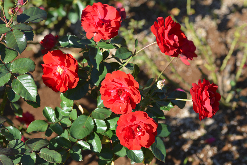image0151