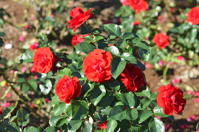 image0153