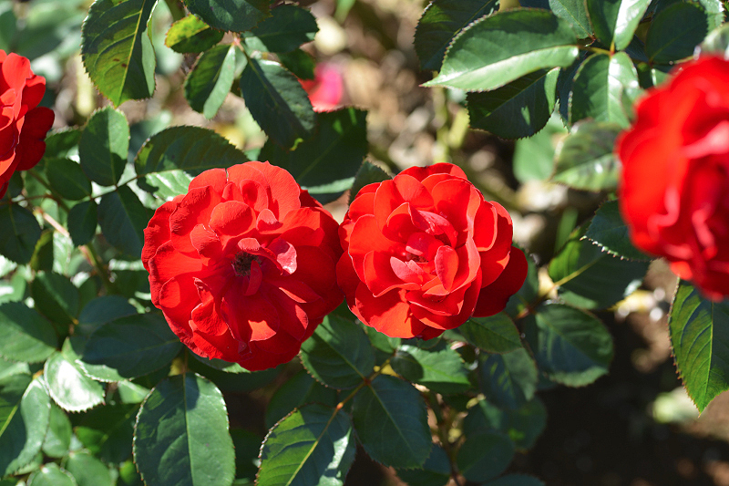 image0155