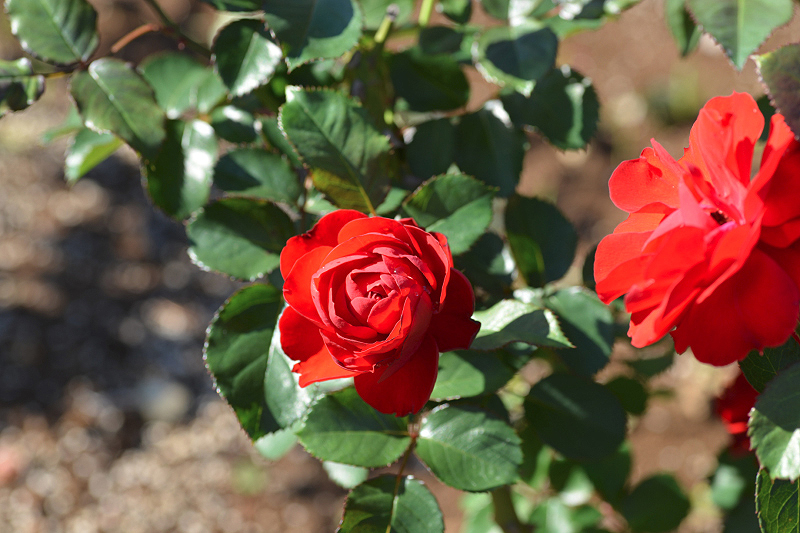 image0157