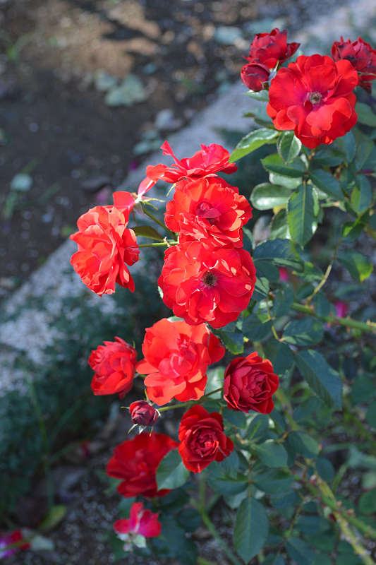 image0159