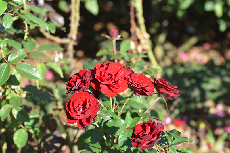 image0162