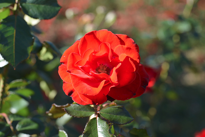 image0164