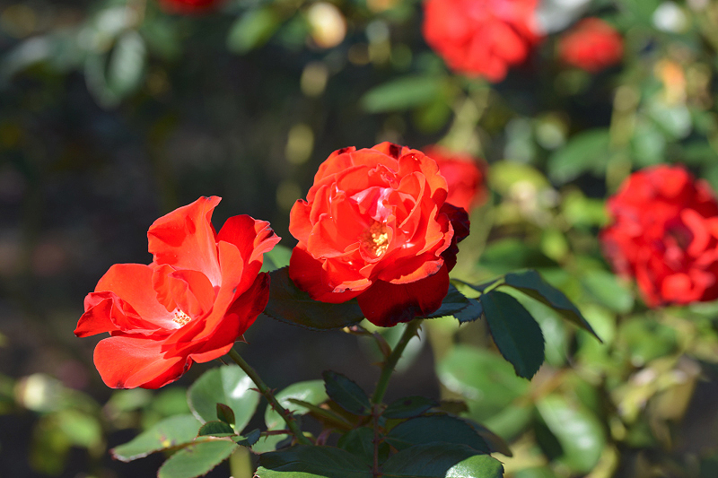 image0165