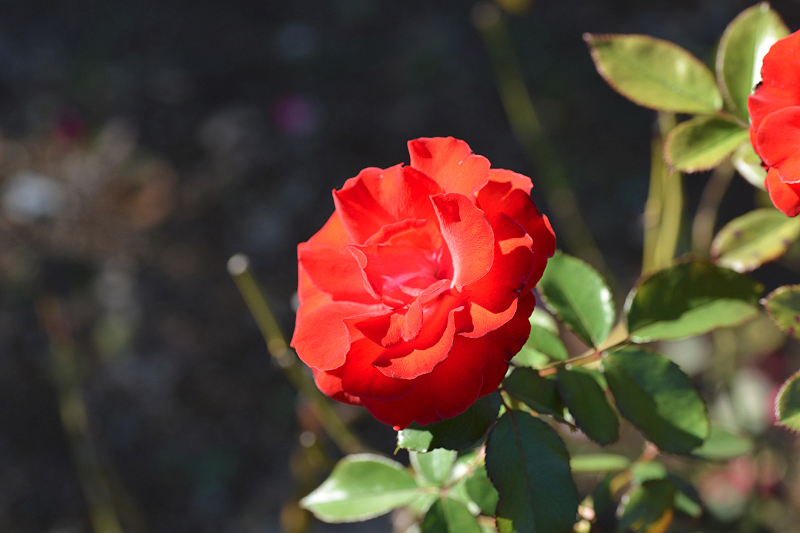 image0166