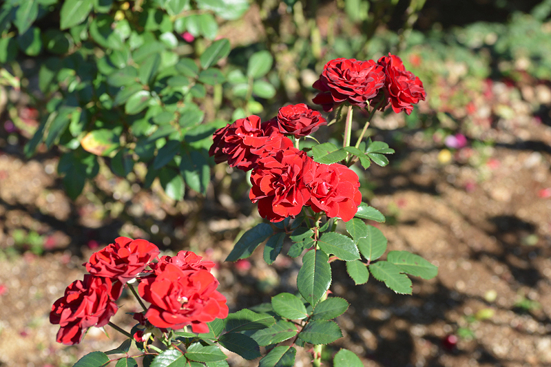 image0167