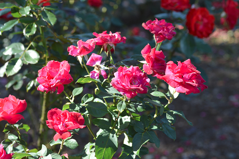 image0168