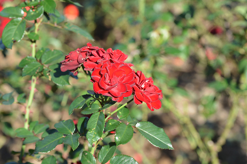 image0169