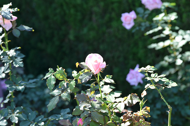 image0174