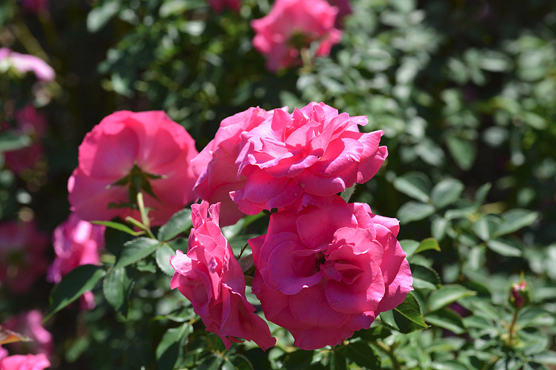 image0177