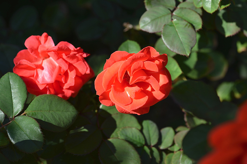 image0179
