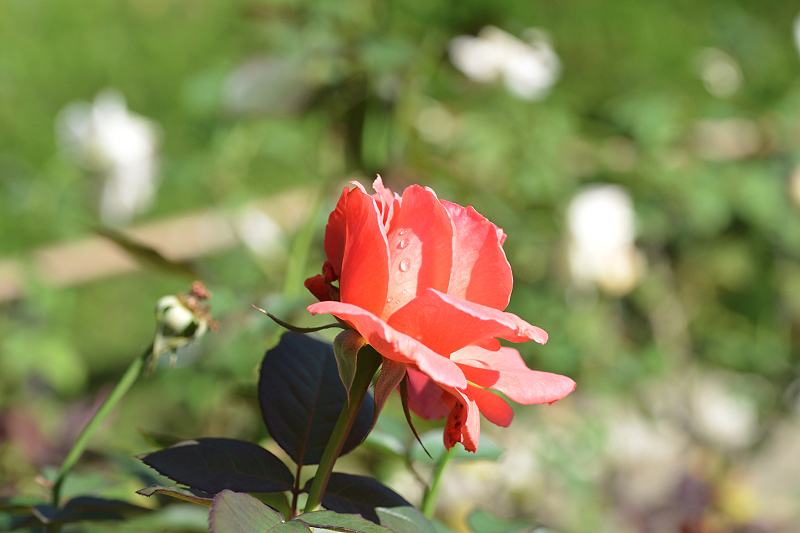 image0180