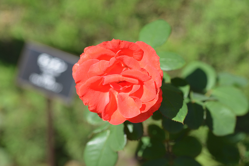 image0181