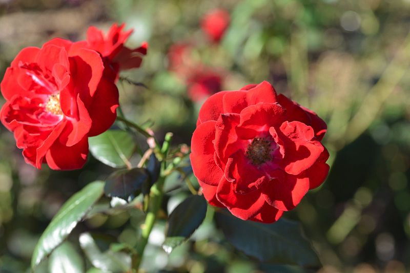 image0183