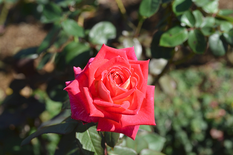 image0186