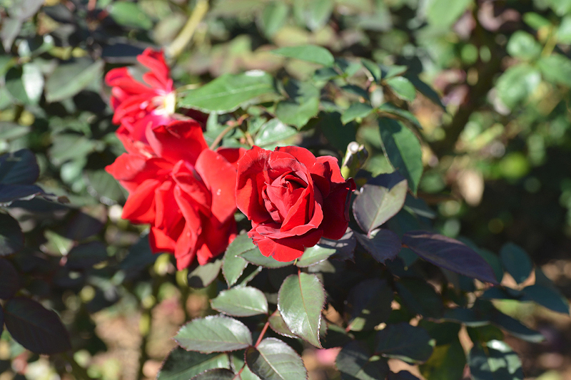 image0187