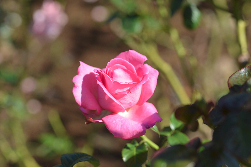image0188