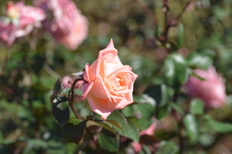 image0189