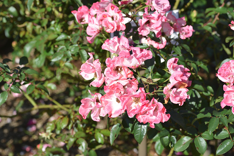 image0190