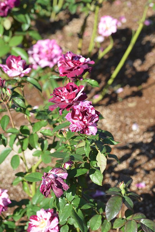 image0191