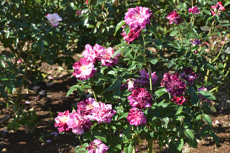 image0192