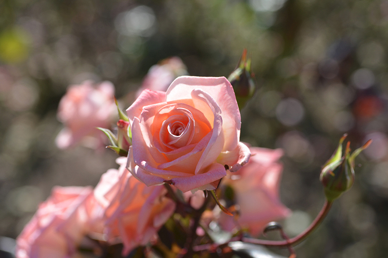 image0194