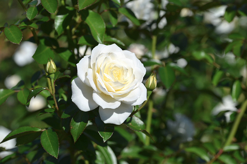image0197