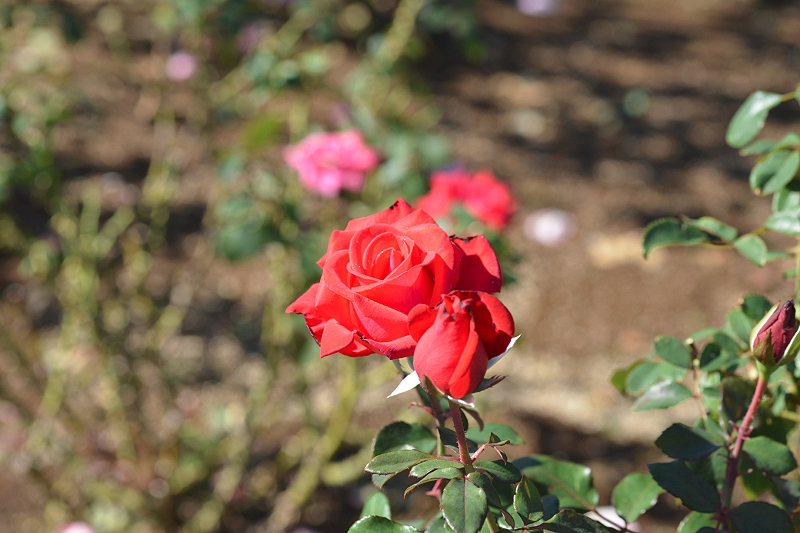 image0198
