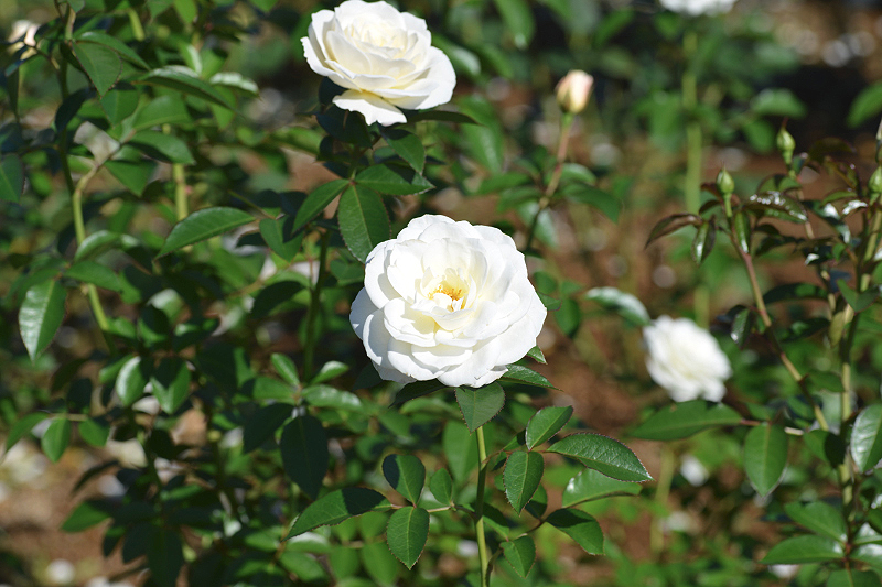 image0199